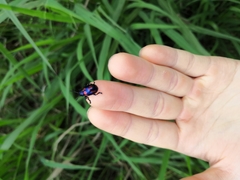 Platycorynus undatus