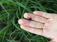 Platycorynus undatus