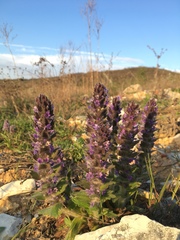 Ajuga orientalis