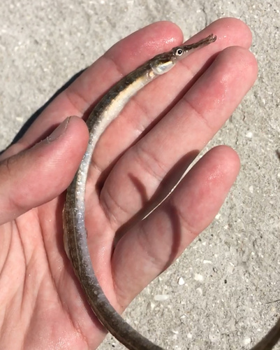 Pipefish (Syngnathus folletti) — Syngnathidae — 3