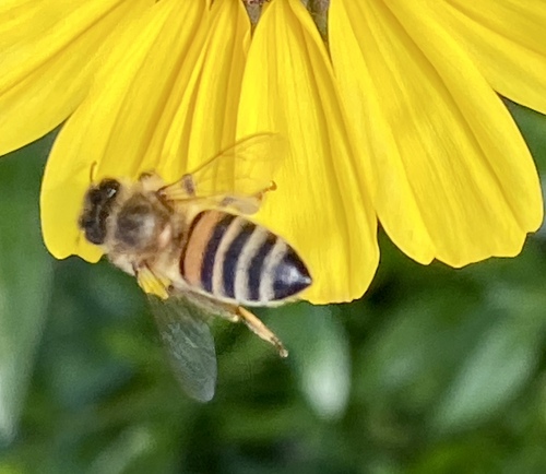 iNaturalist observation photo of Western Honey Bee