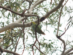 Parvipsitta porphyrocephala