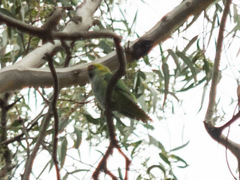 Parvipsitta porphyrocephala