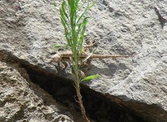 Squamata