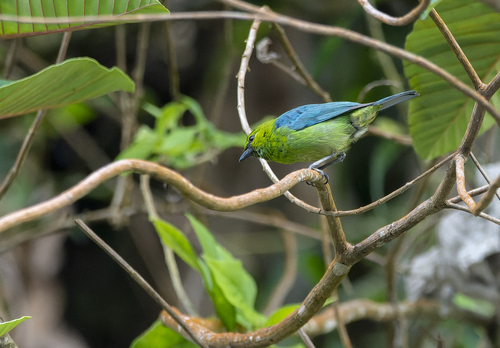 Dotted Tanager (Ixothraupis varia), photo 3
