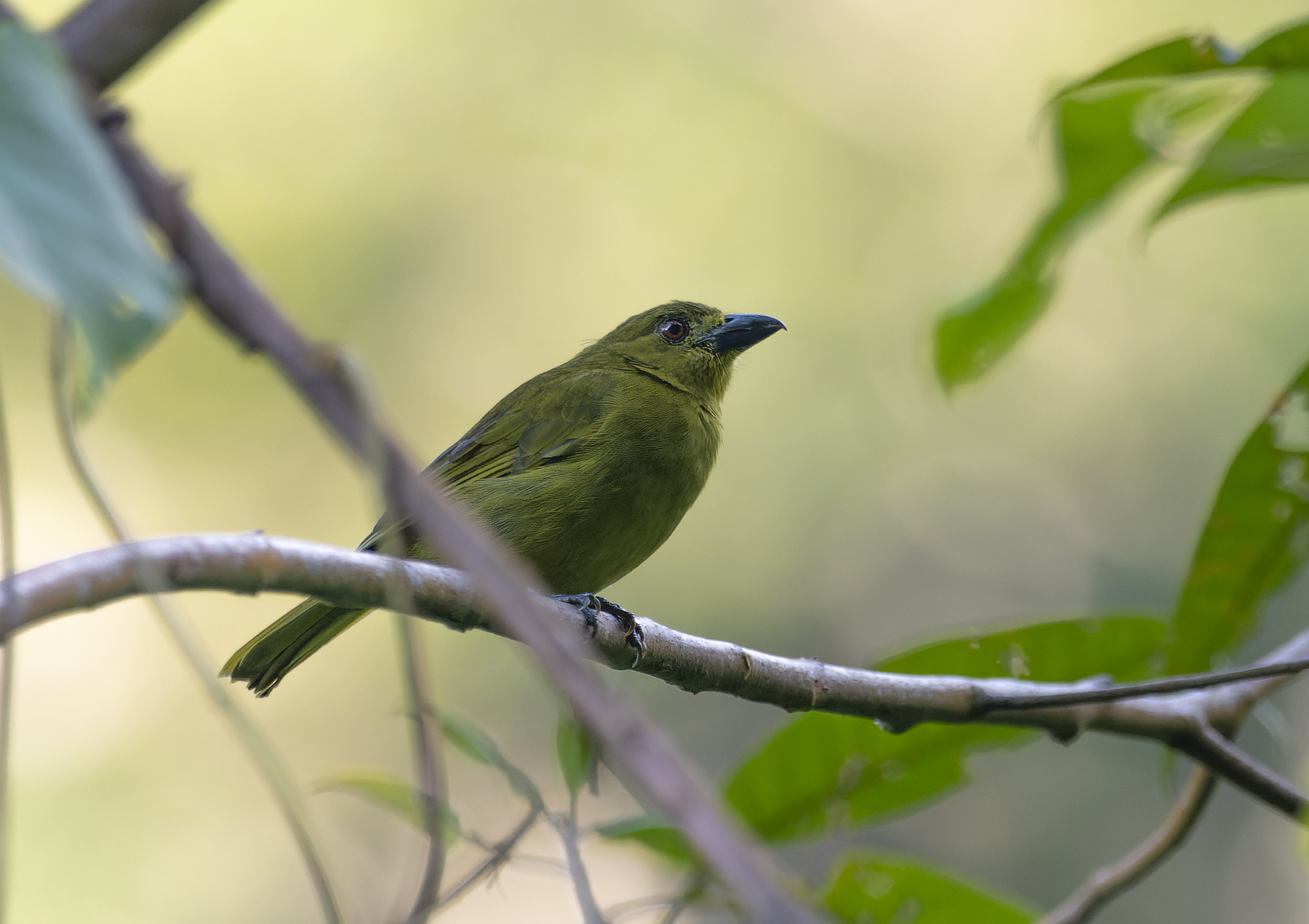 Yellow-lored Tanager illustration