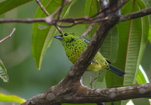 Yellow-bellied Tanager (Ixothraupis xanthogastra), photo 2
