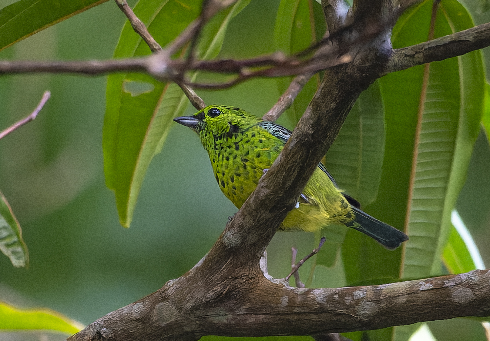 Yellow-bellied Tanager (Ixothraupis xanthogastra), photo 2
