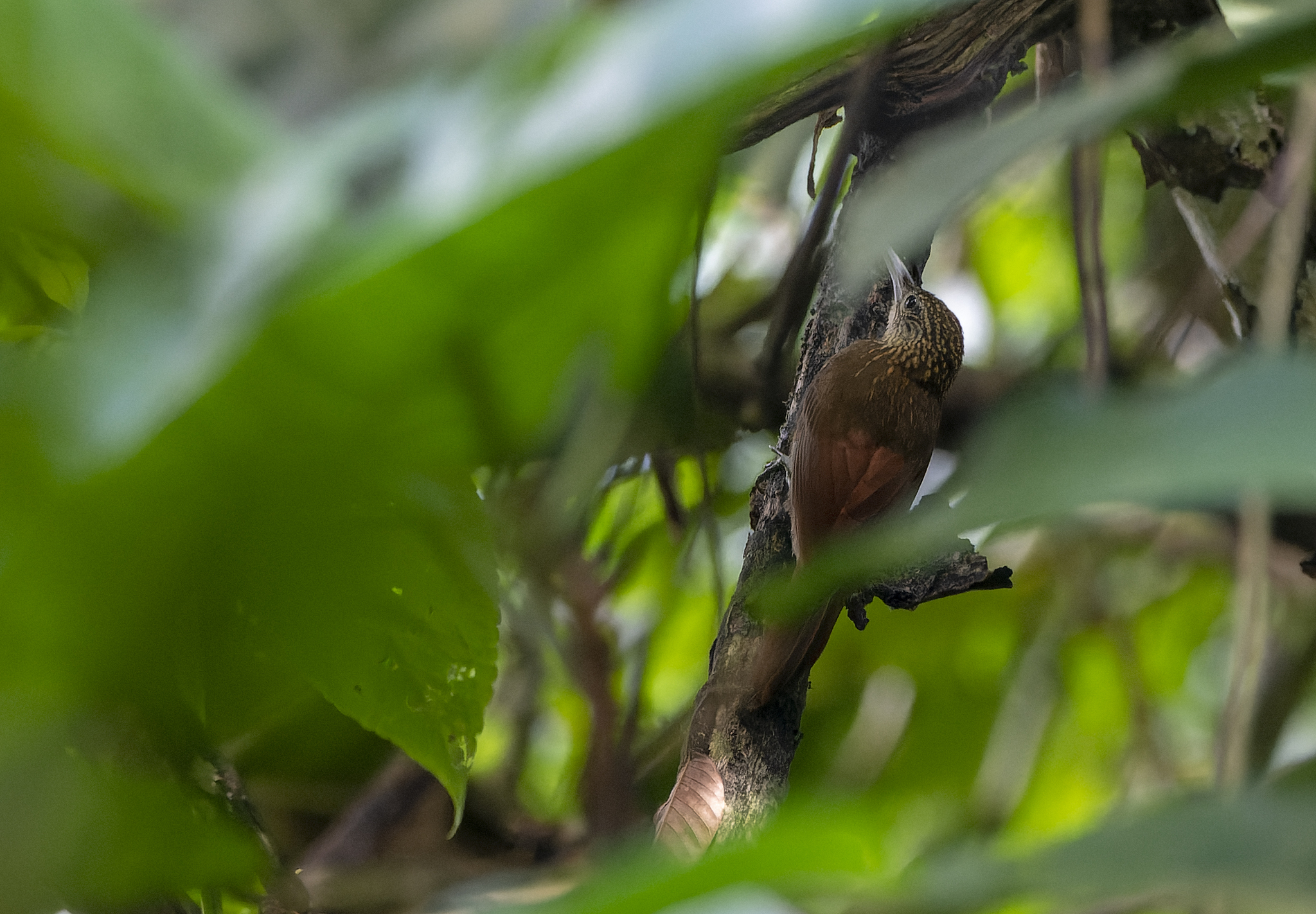 Elegant Woodcreeper (Xiphorhynchus elegans), photo 1