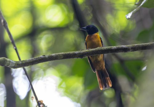 Fulvous Shrike-Tanager (Lanio fulvus)