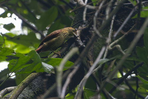 Speckled Spinetail (Thripophaga gutturata), photo 3