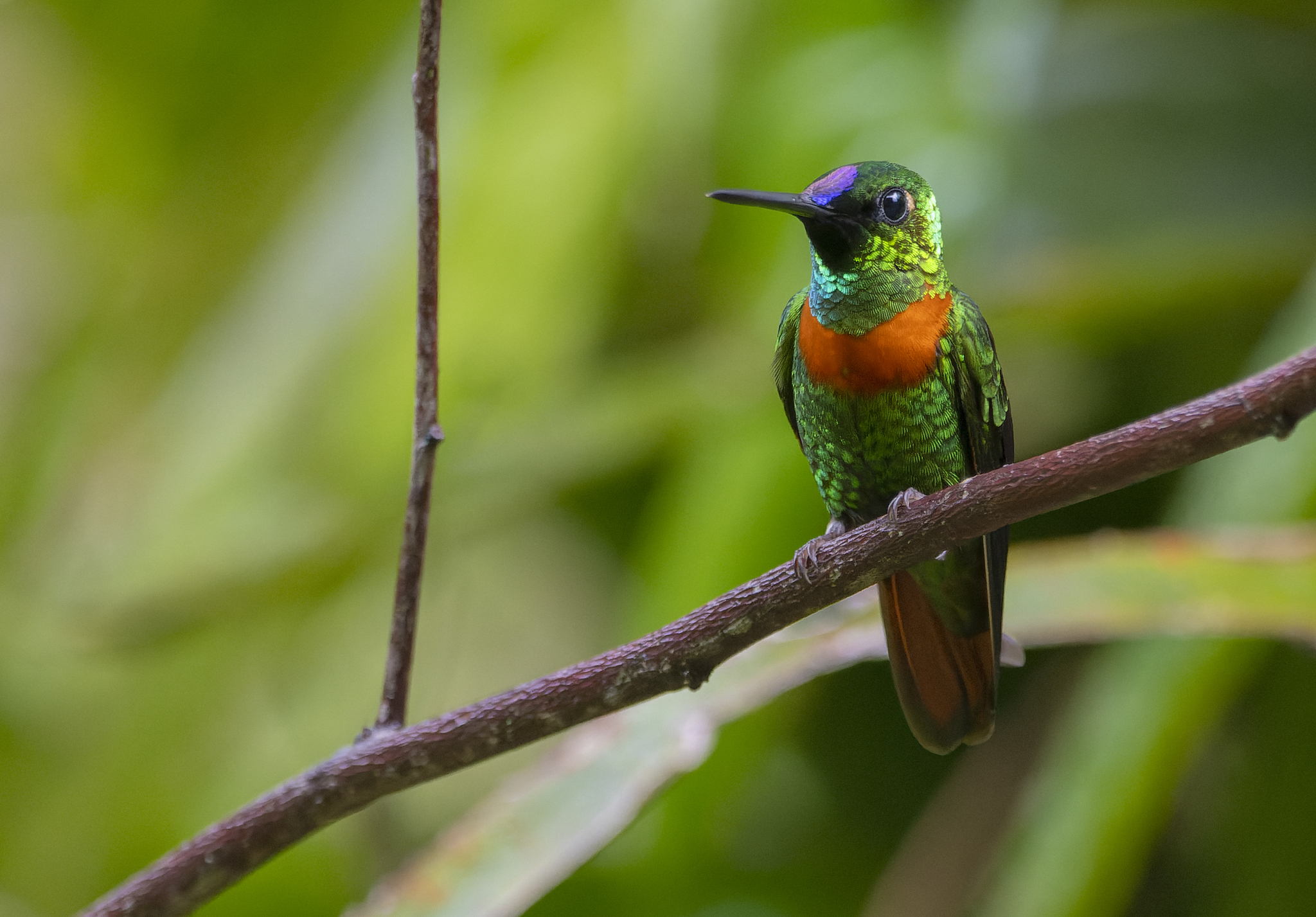 Gould's Jewelfront (Heliodoxa aurescens), photo 9
