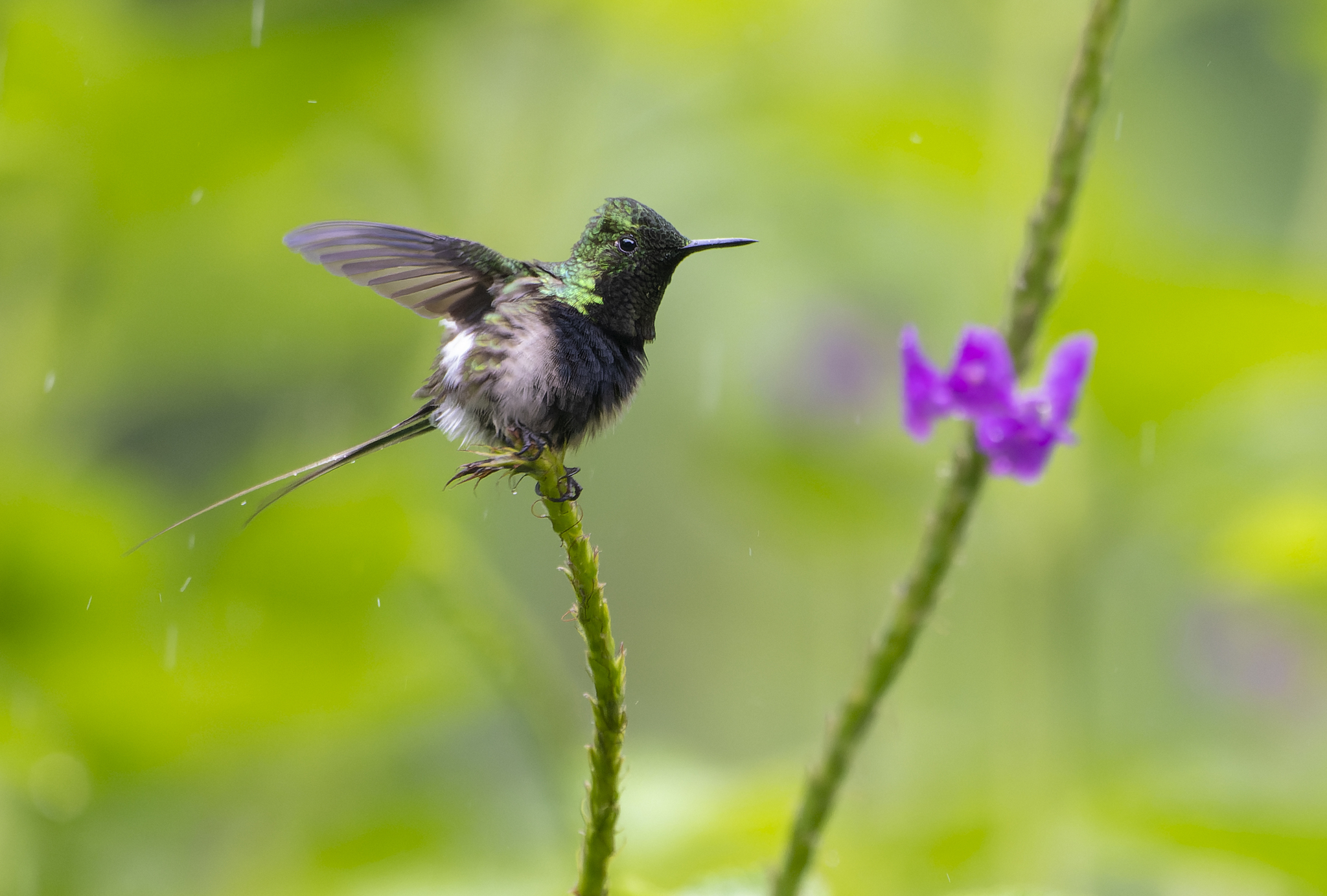 Black-bellied Thorntail (Discosura langsdorffi), photo 6