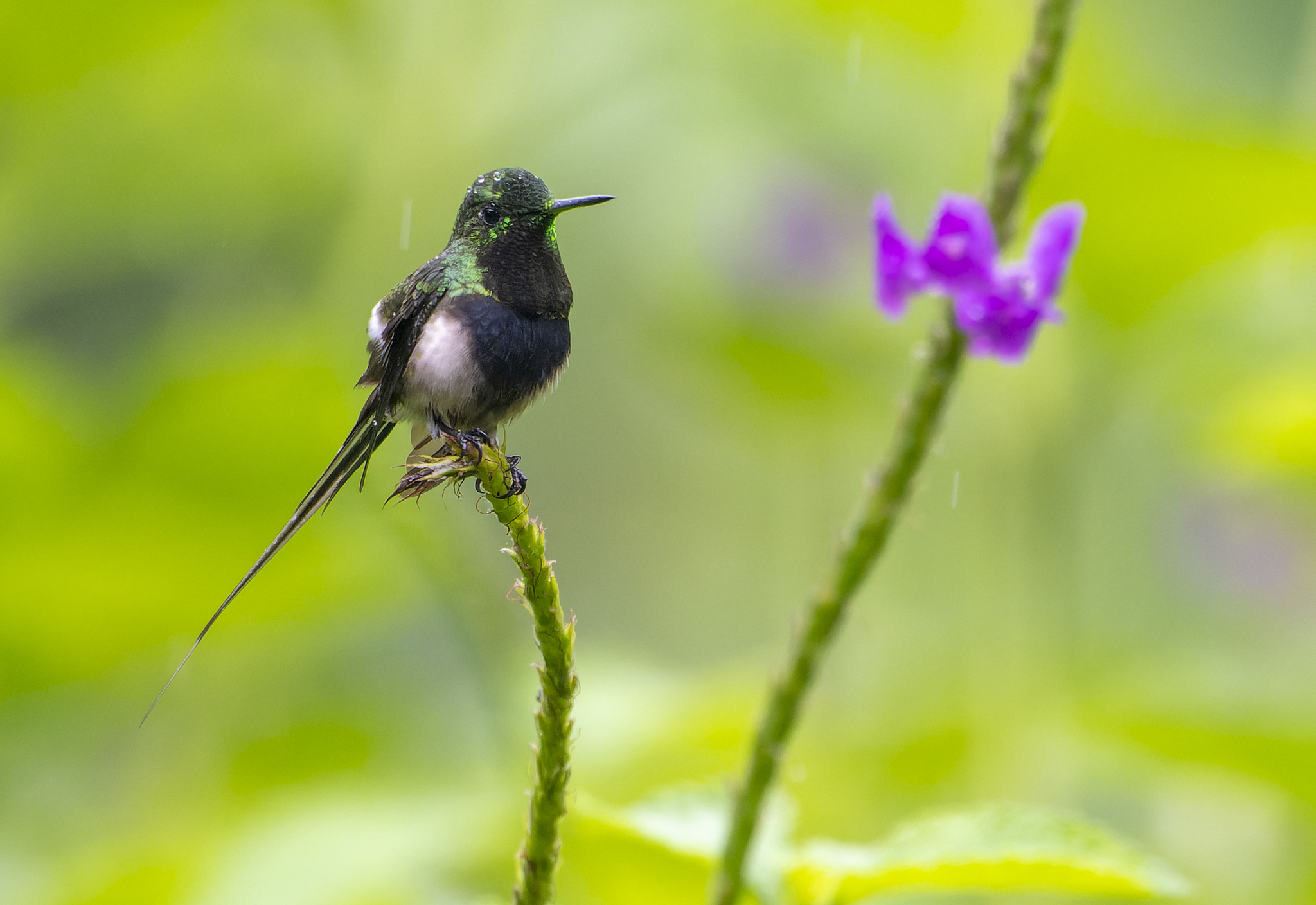 Black-bellied Thorntail (Discosura langsdorffi), photo 5