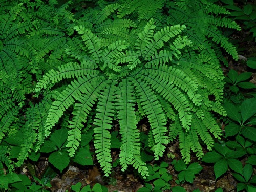 northern maidenhair fern