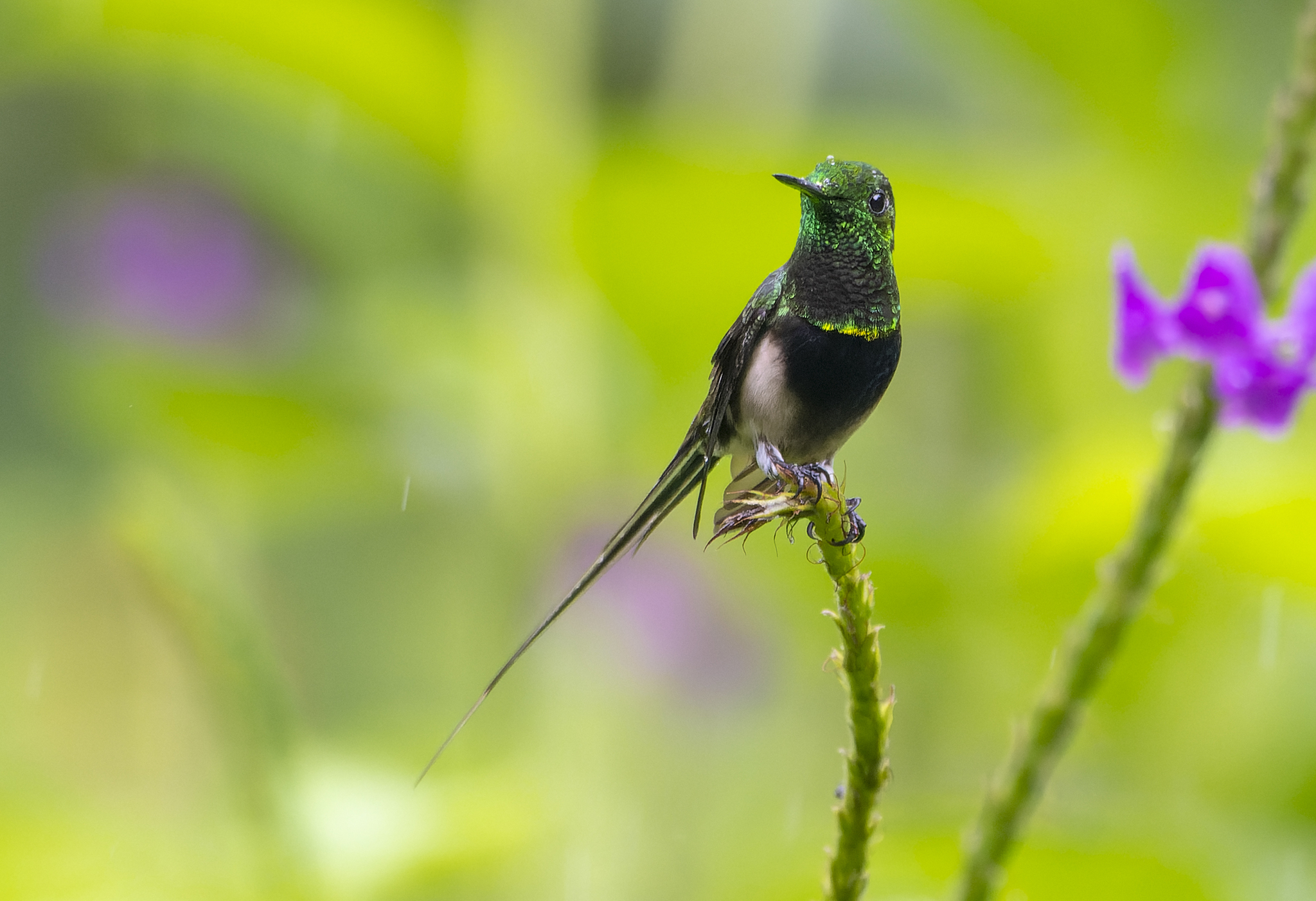 Black-bellied Thorntail (Discosura langsdorffi), photo 4