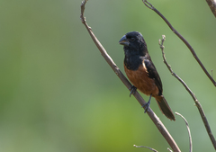 Chestnut-Bellied Seed-Finch photo 2