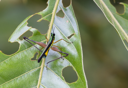 Paramastax nigra