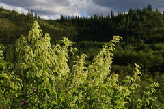 Koenigia alaskana
