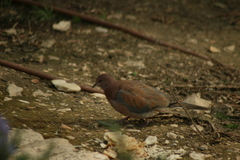 Streptopelia senegalensis