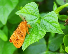 Euproctis punctifera