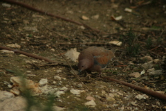 Streptopelia senegalensis