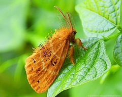 Euproctis punctifera