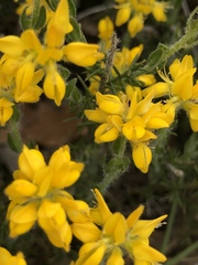 Genista hispanica hispanica