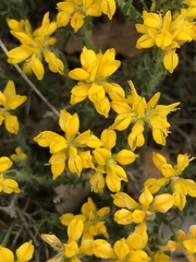 Genista hispanica hispanica