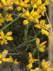 Genista hispanica hispanica