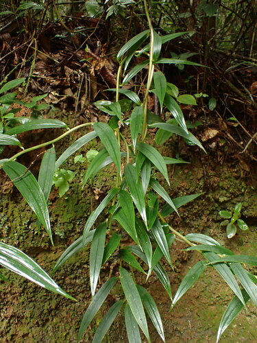 Image of Bomarea edulis by (c) agujaceratops, some rights reserved (CC BY)