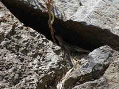 Squamata