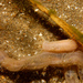 Worm-like Sea Cucumber - Photo (c) João Pedro Silva, some rights reserved (CC BY-NC)