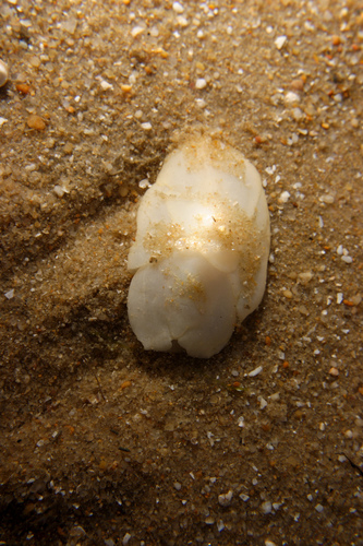 Lobe Shell, photo 5 of 10