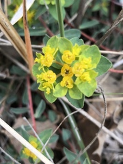 Helioscopia