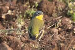 Motacilla flava flava