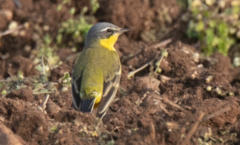 Motacilla flava flava