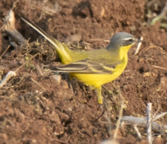 Motacilla flava flava