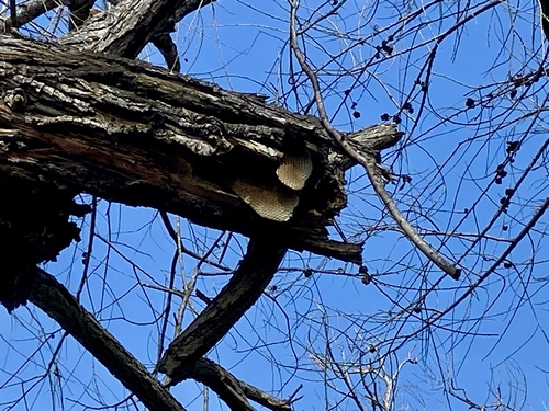 iNaturalist observation photo of Western Honey Bee