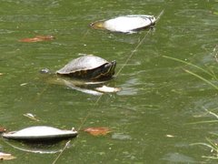 Squamata