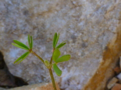 Oxalis bifida
