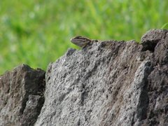 Squamata