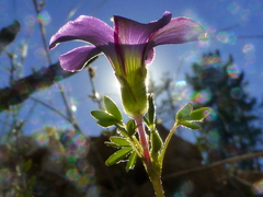 Oxalis bifida