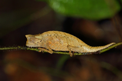 Brown Leaf Chameleon photo 3