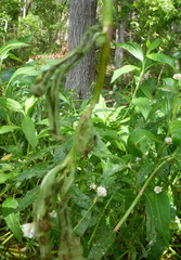 Macrorrhinia endonephele