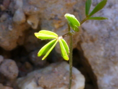 Oxalis bifida