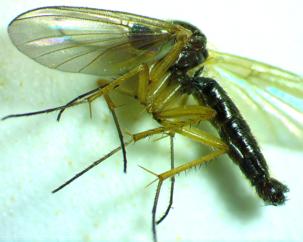 Sciophila plurisetosa