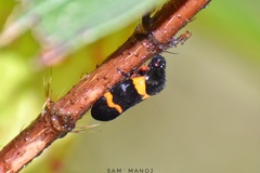 Cosmoscarta abdominalis