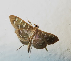 Nausinoe