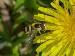 Sphaerophoria philanthus